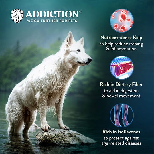 zen kibble benefits