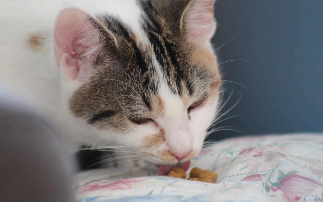 Your Kitten’s Diet Helps Shape His future Health