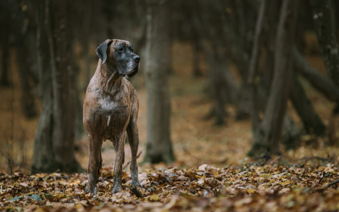 Breed Highlight: Great Dane