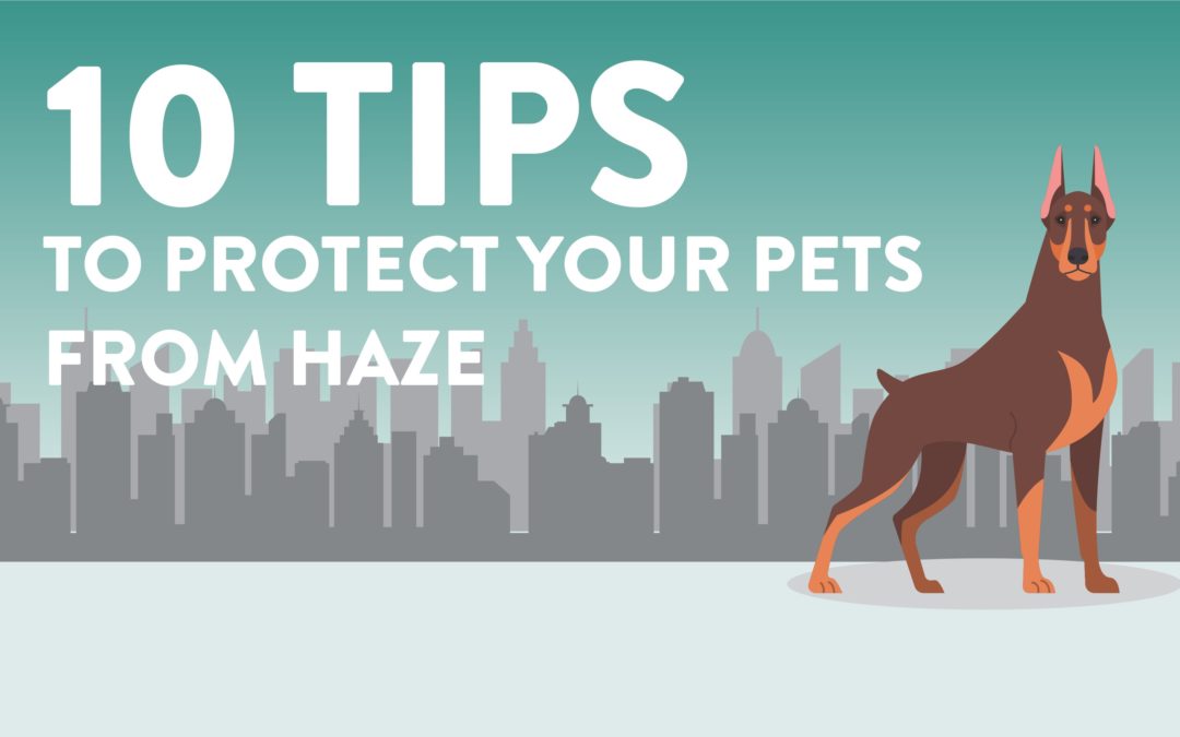 10 Tips to Protect Your Pets from Haze