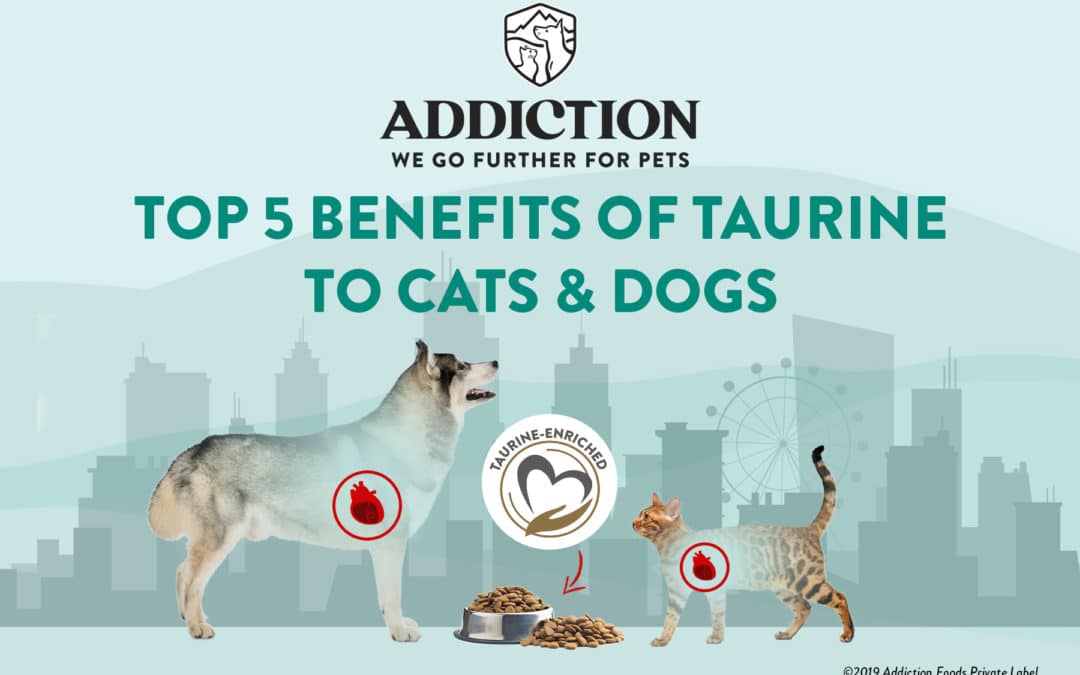 Top 5 Benefits of Taurine to Cats and Dogs