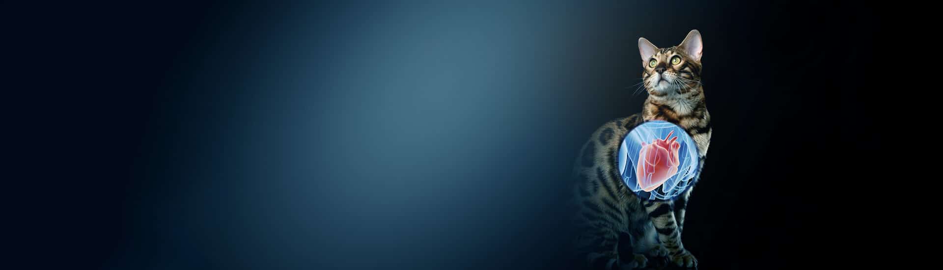 taurine resized cat 1