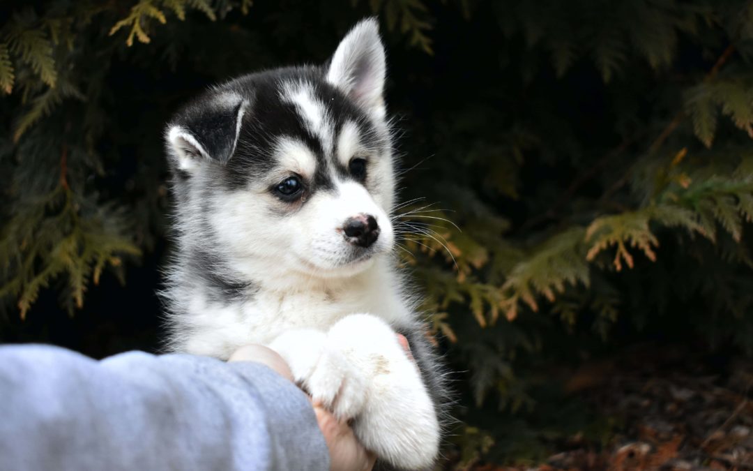 5 Benefits of Salmon for Puppies