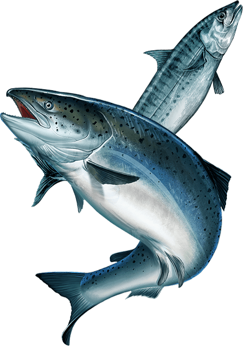 salmon ingredient