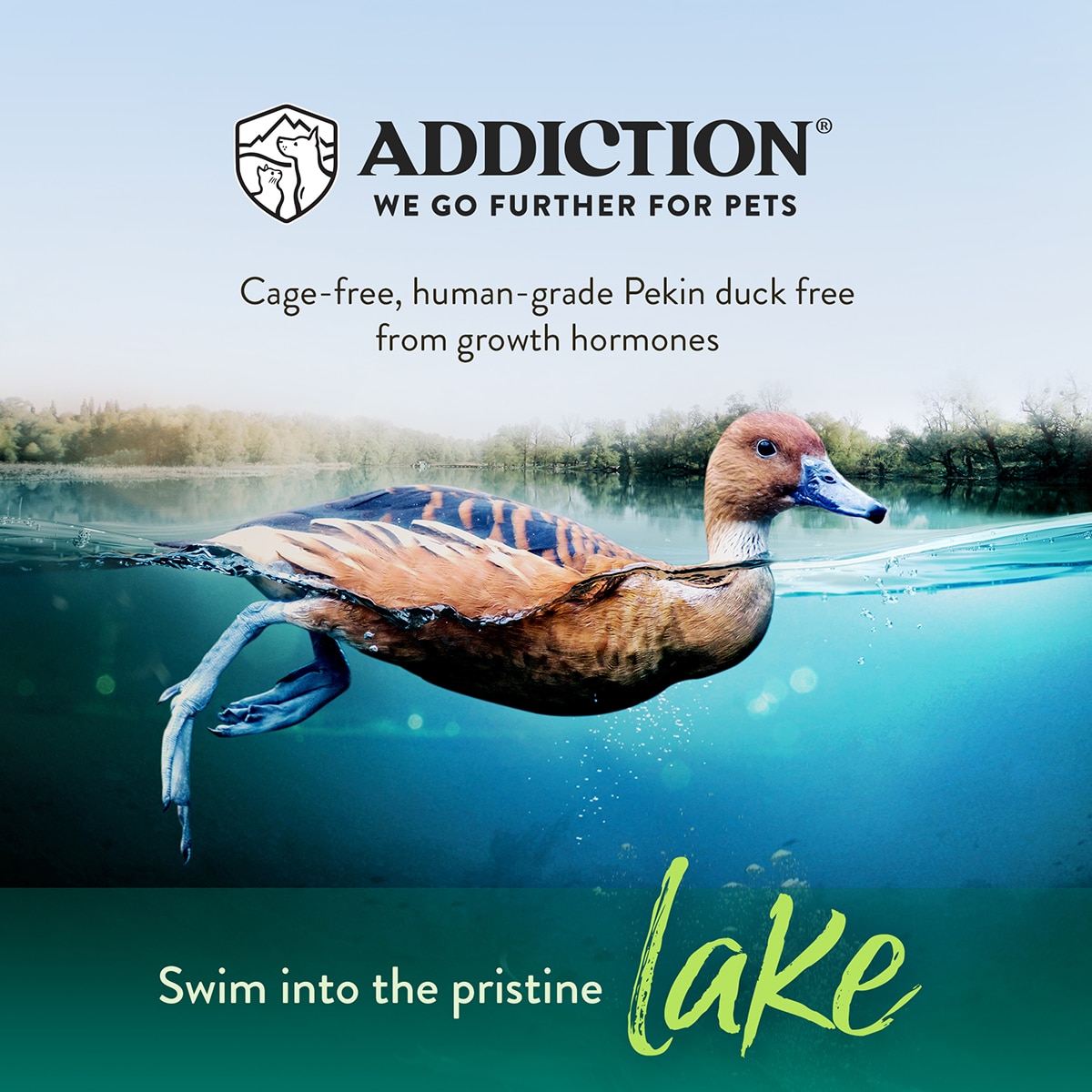 02 Source 02 Lake Duck 01