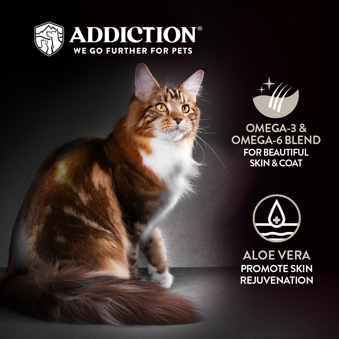 AF DRC Cat Beauty Secondary Image V3