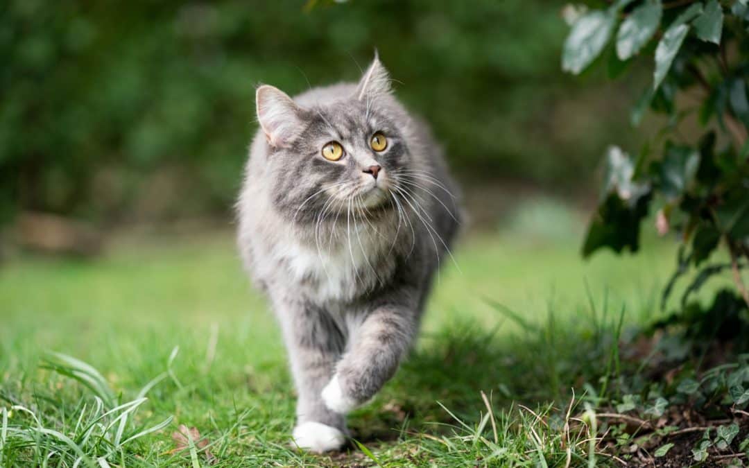 In is the New Out: Protecting Adult Cats from Outdoor Risks