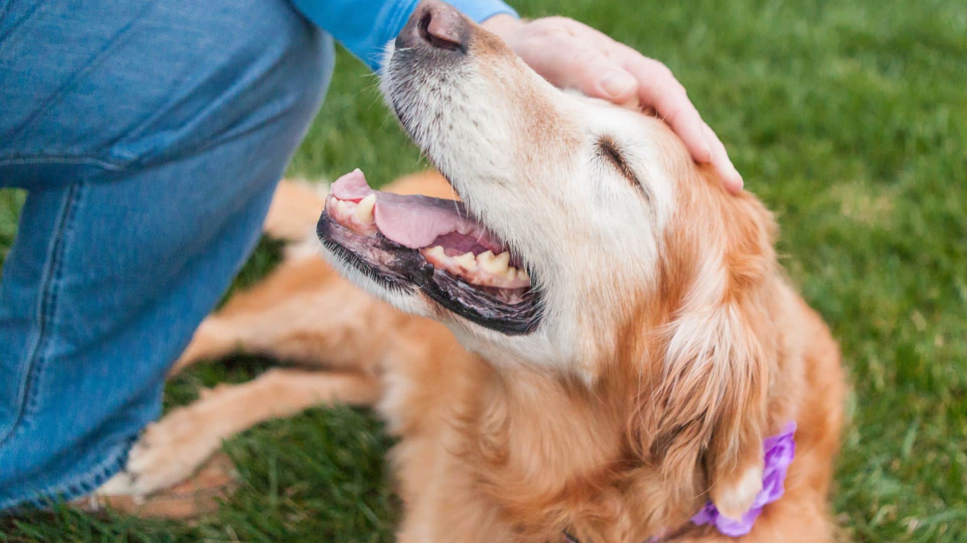 Tips For Feeding A Dog Without Teeth