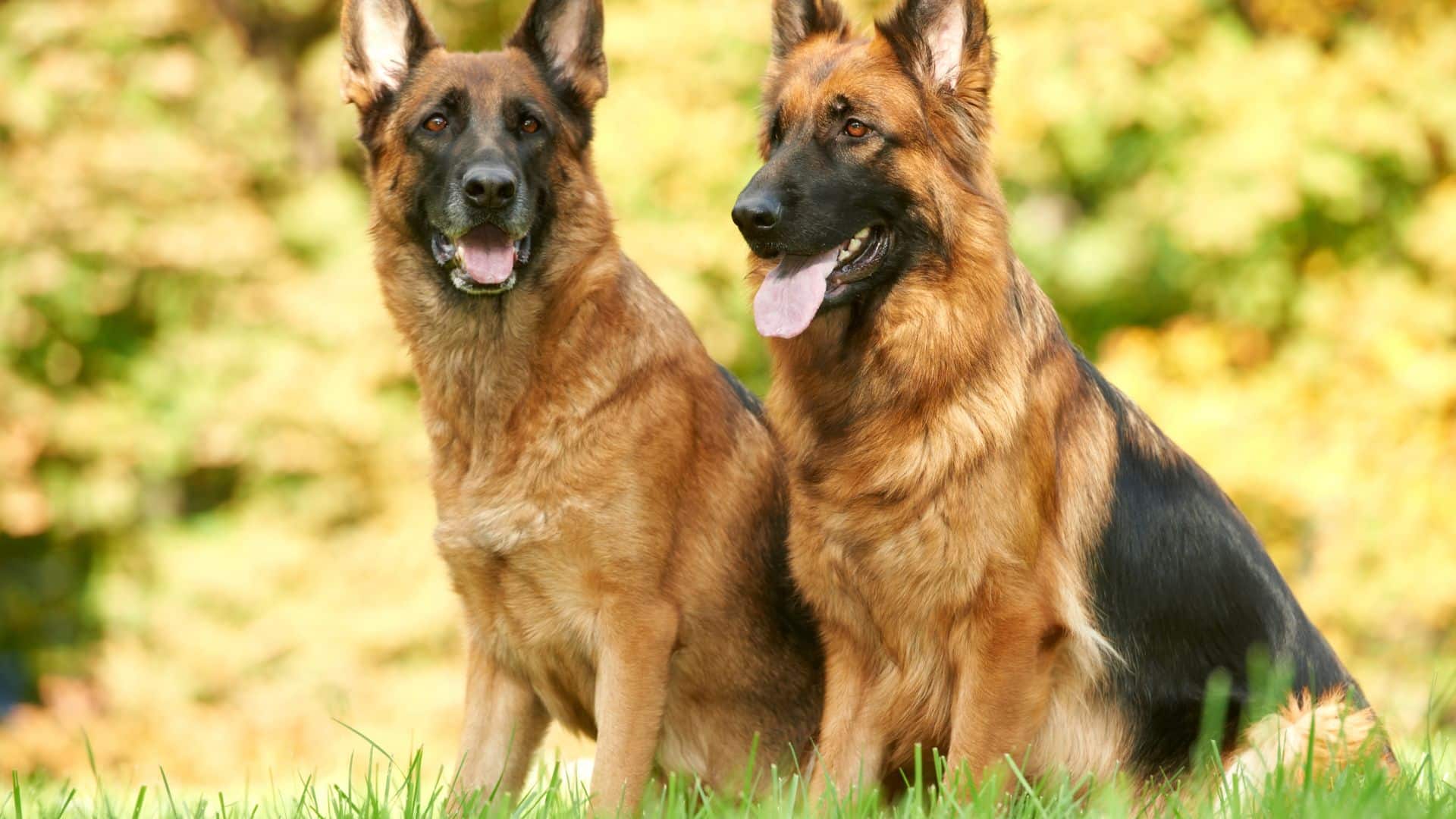 two german shepherd
