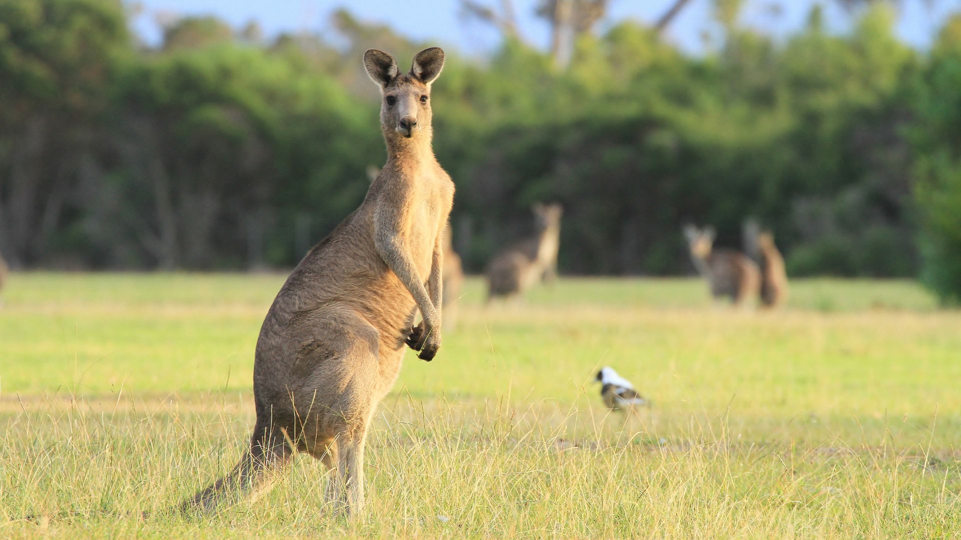 Why Kangaroo Food is Your Dogs New Favorite