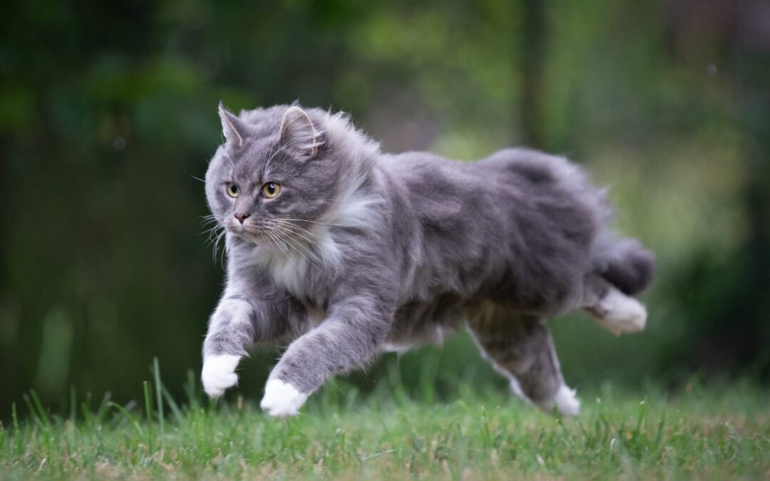 From Pounce to Purrfection: How the Right Diet Enhances Your Cat’s Hunting Skills