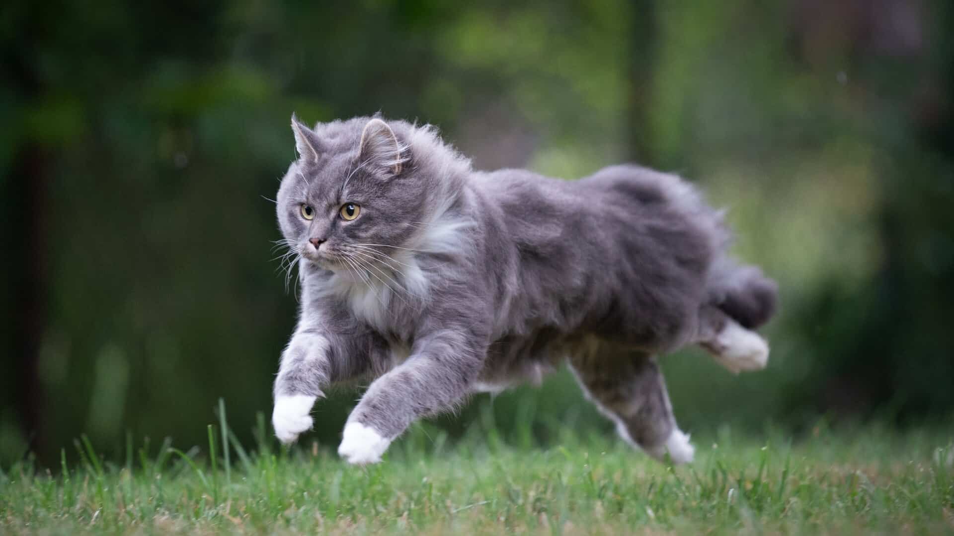 cat running fast outdoors nils jacobi getty images