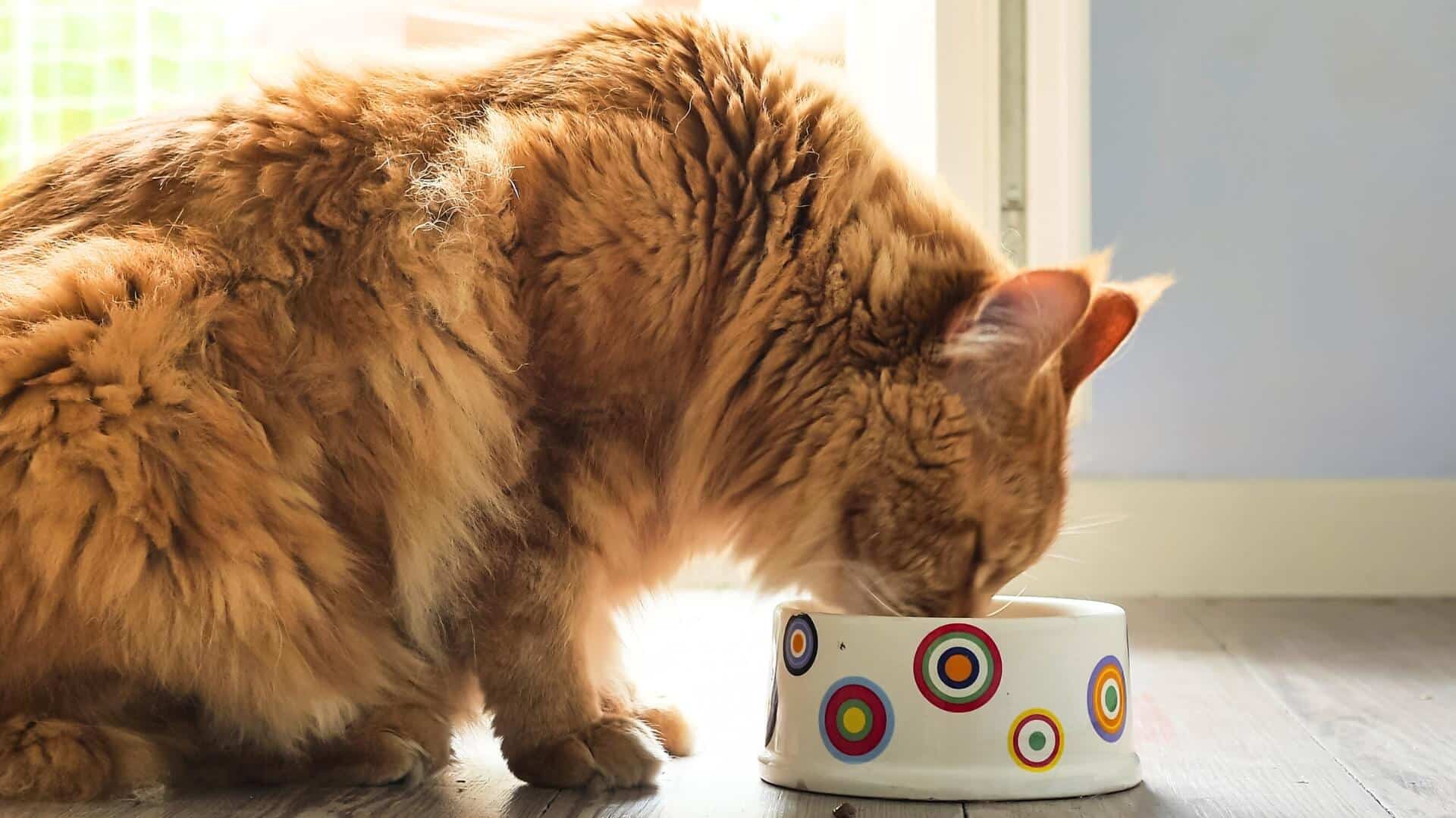 Profile of cat eat from bowl by Nektarstock