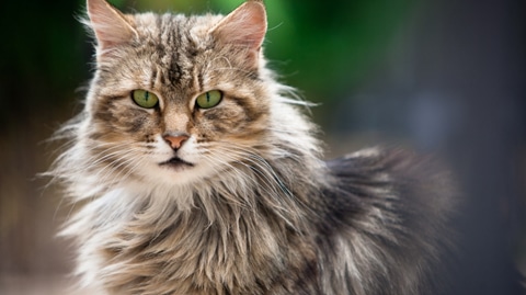 Unveiling Extraordinary Traits: Mind-Blowing Cat Facts!