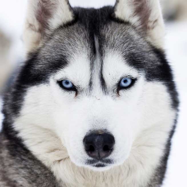 can a siberian husky live in singapore