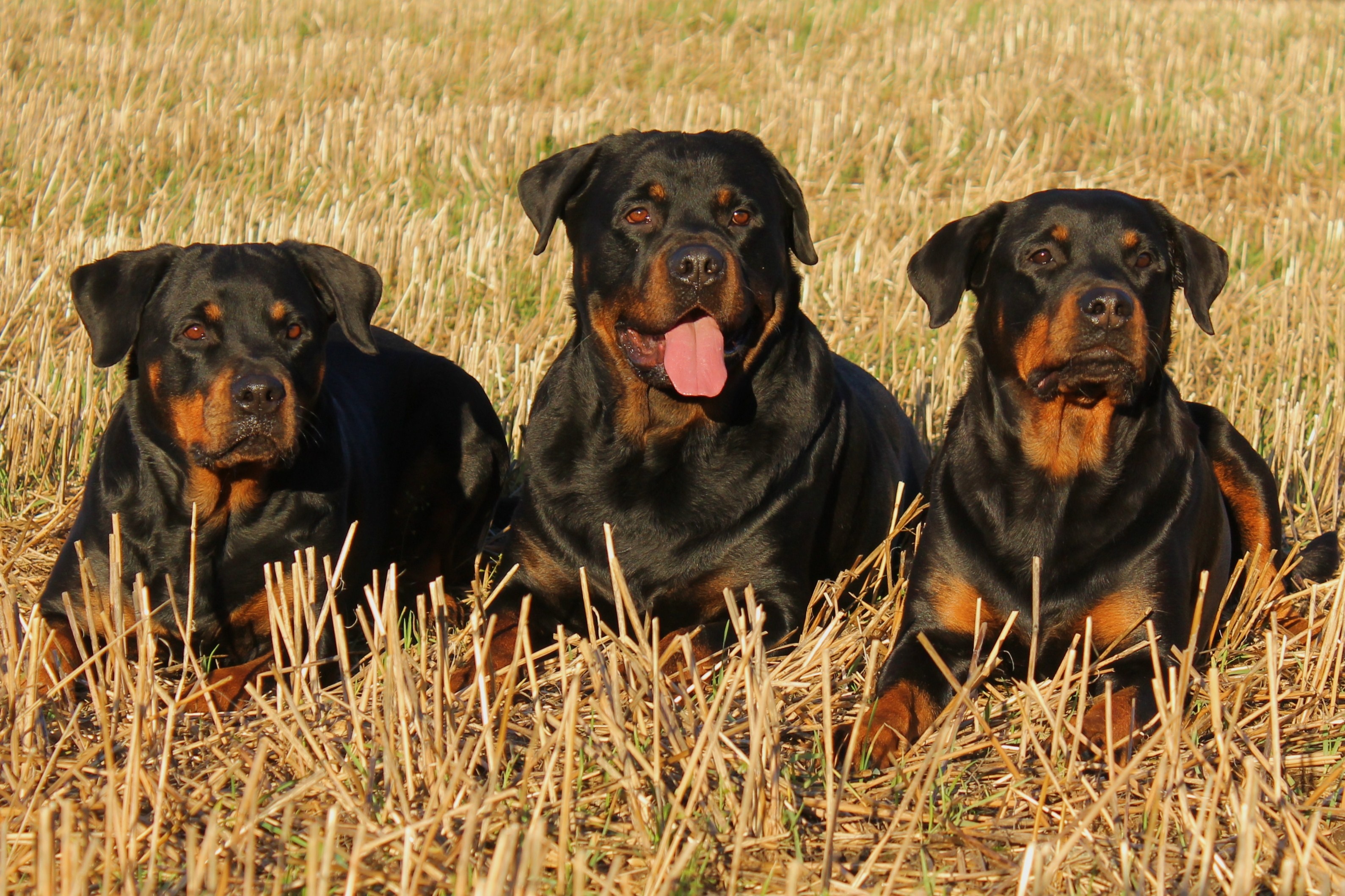 Rottweiler vegetarian outlet diet