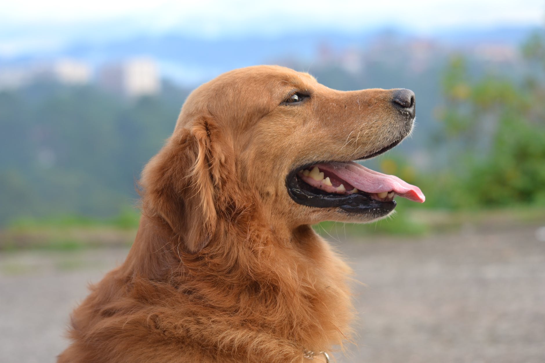 Golden retriever shop sensitive stomach