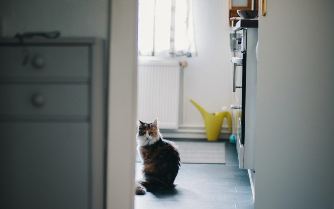 Renting With Pets: What You Need to Know