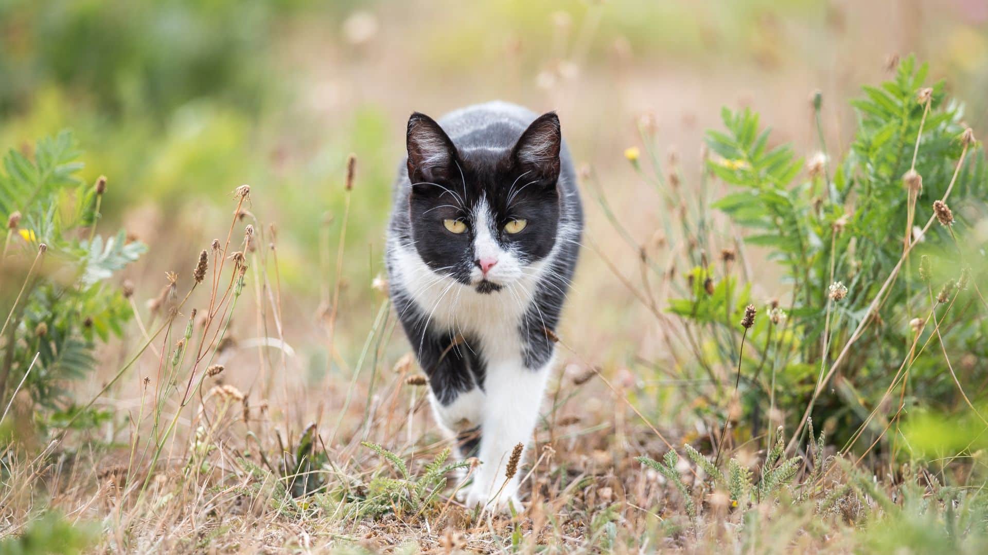 Can Your Cat Flex How Protein Makes Cats Stronger