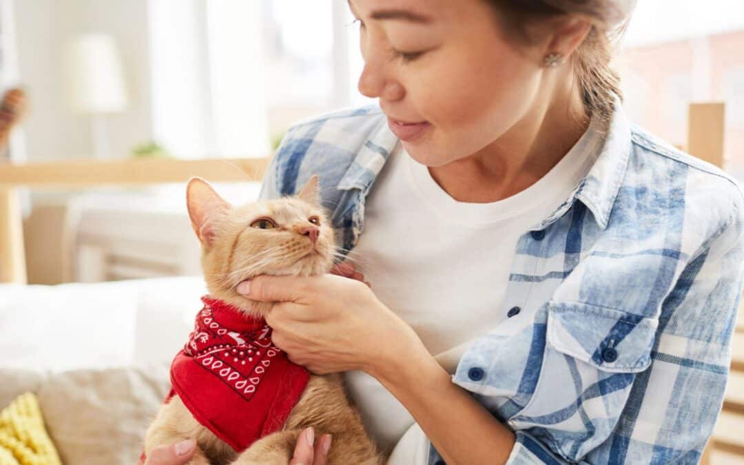 New Beginnings for Cat Lovers: Singapore Opens HDB Doors to Feline Friends!