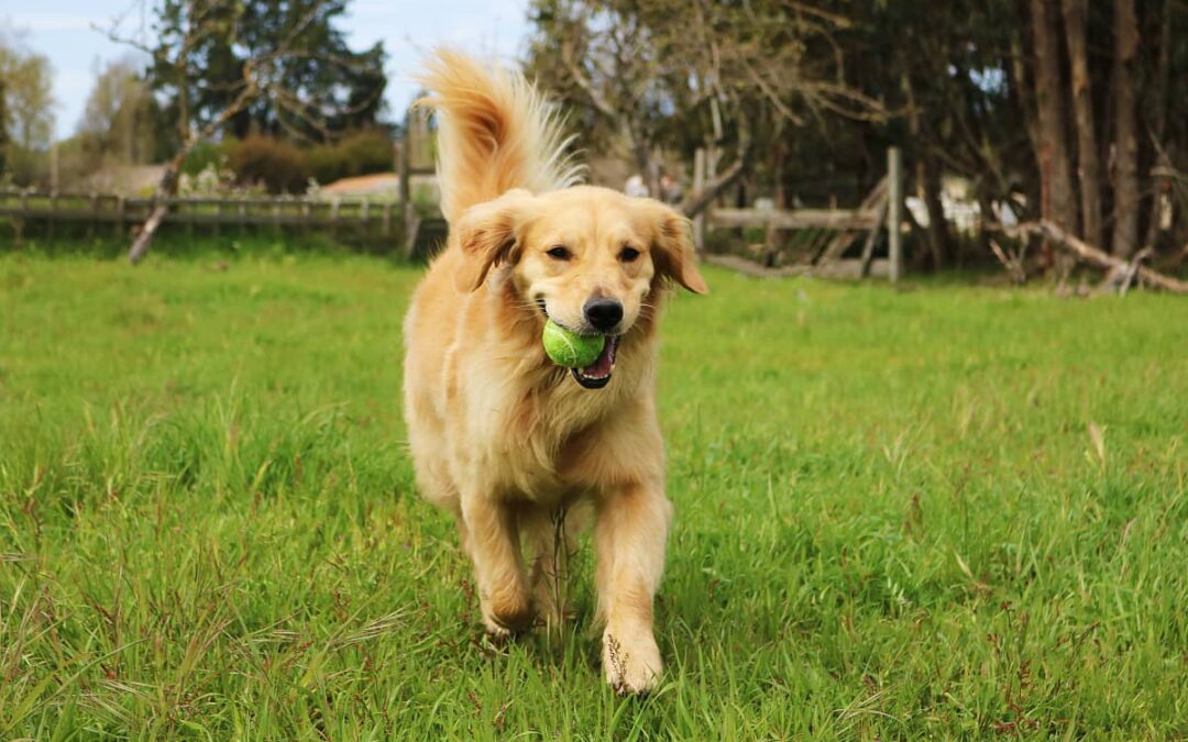 Exercise Tips for Large Breed Dogs: Big Fun for Your Big Buddy