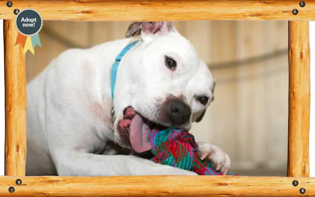 Meet This Week’s Available Pet!