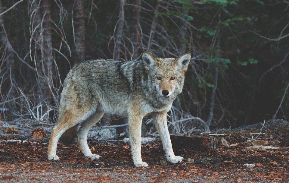 Field Trip to Wolf Heaven