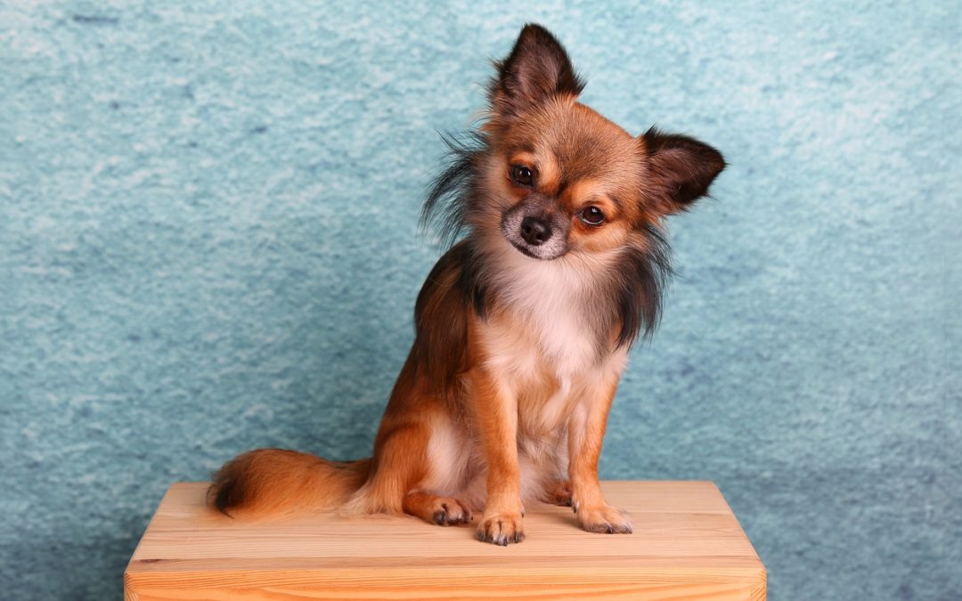 Breed Spotlight – Chihuahuas