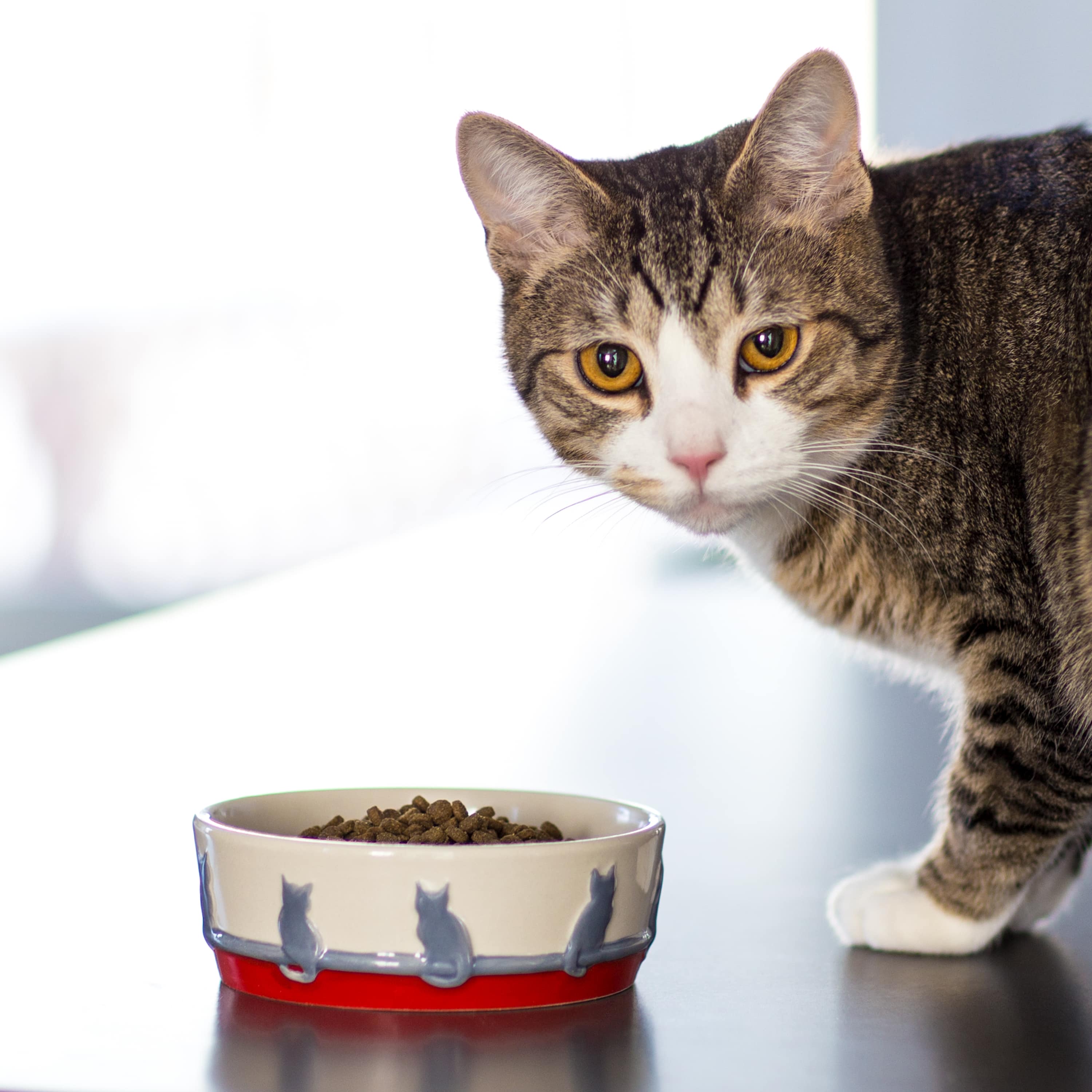 Dogs And Cats Pet Food Allergies 