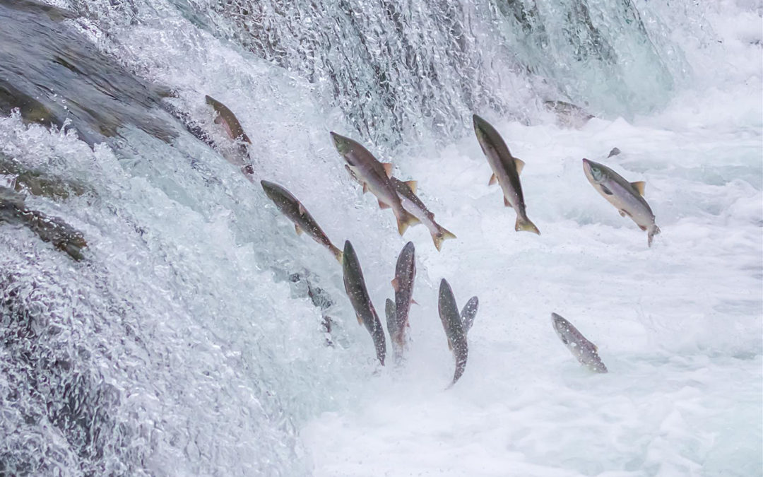 Not all salmon are created equal