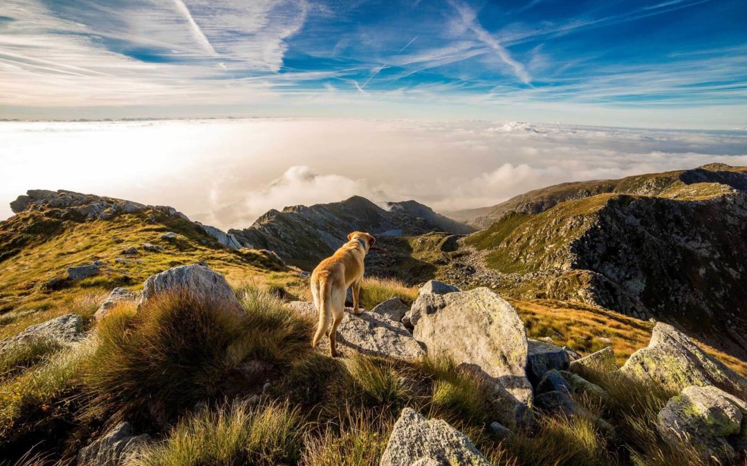 10 tips for an epic hike with your dog this Fall