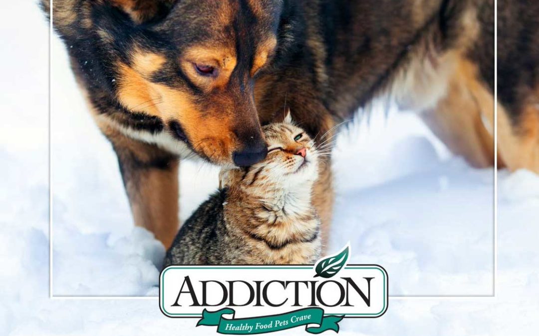 Welcoming the New Year with Better Nutrition that Takes Your Pets Further