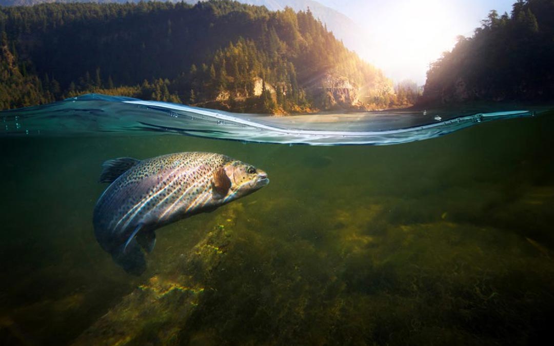 From Lake to Sea and Back: The Journey of the King Salmon