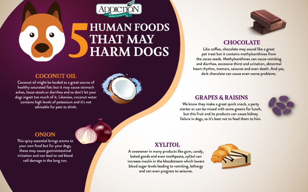 5 Human Foods That May Harm Dogs