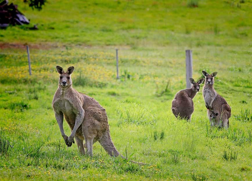 Kangaroo meat as an eco-friendly pet food choice