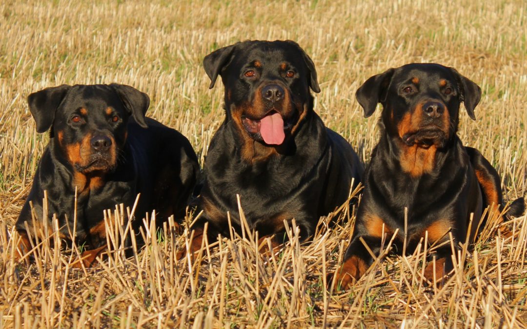 Breed Highlight: Rottweilers