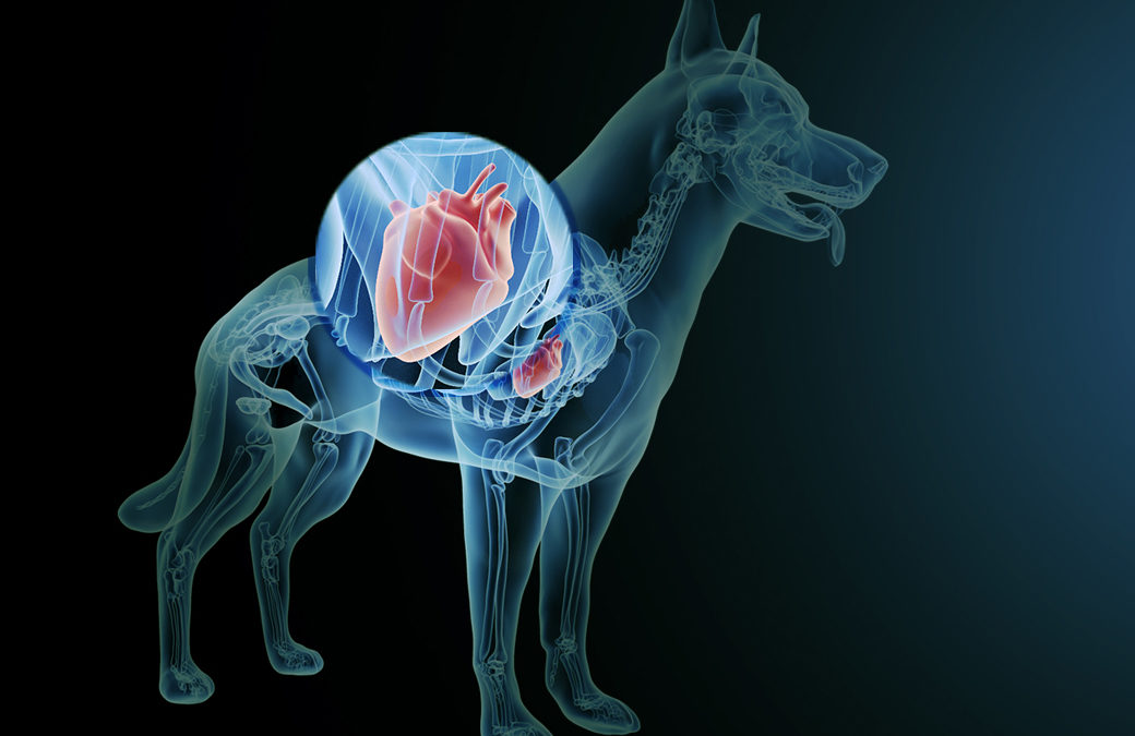 Know When Your Dog is Having a Heart Attack