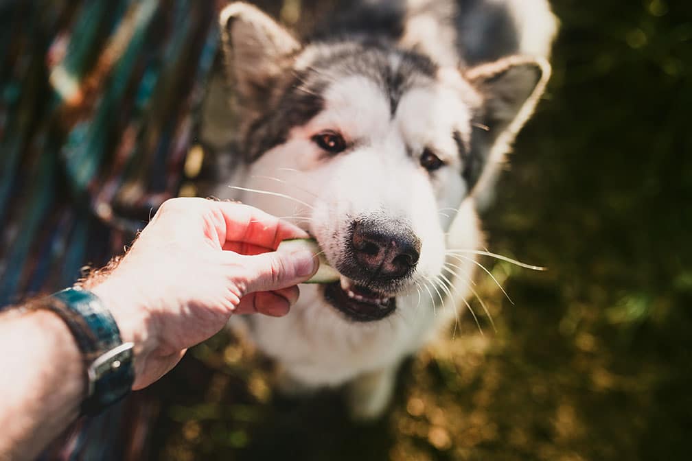 Is a Vegetarian Diet Right for Your Dog?