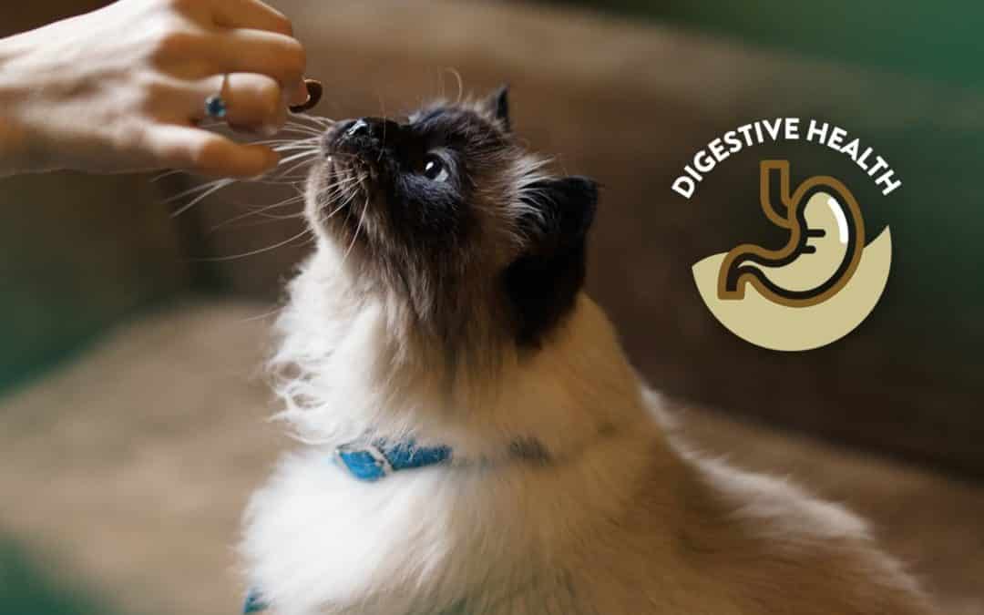 What you need to know about the feline digestive system