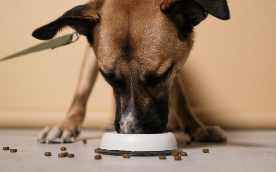 Benefits of adding novel protein to your sensitive dog’s diet