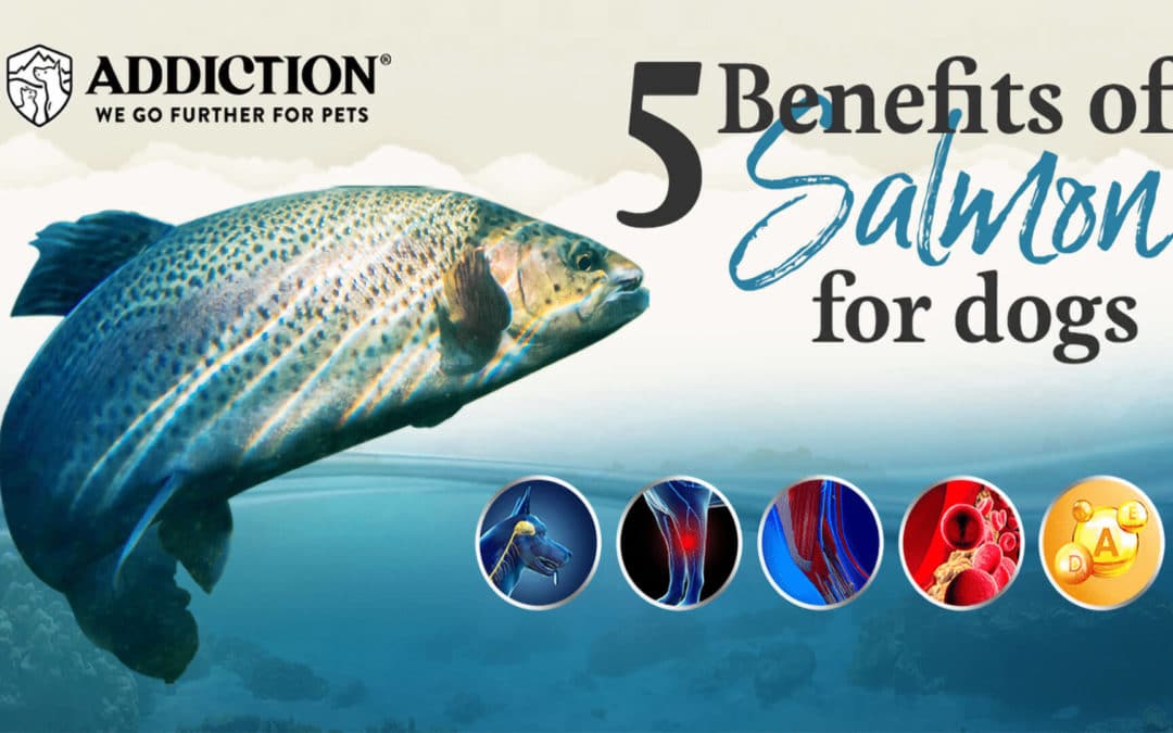 INFOGRAPHIC: The benefits of Salmon for dogs