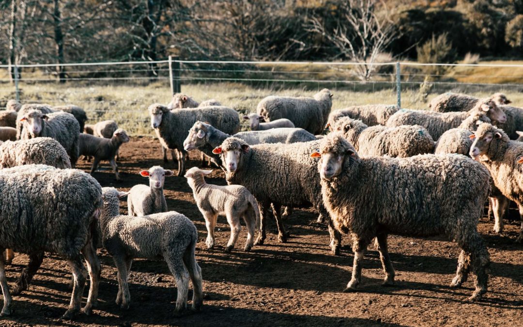 Why feed Lamb for your dogs – Health benefits and more