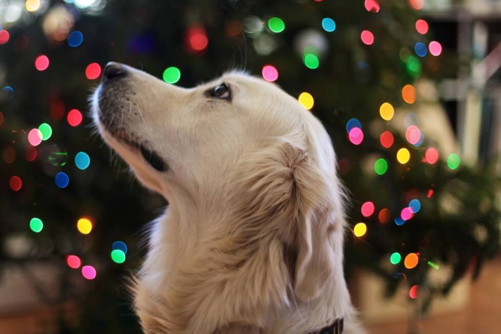 Foods you can safely feed your dog this Christmas 