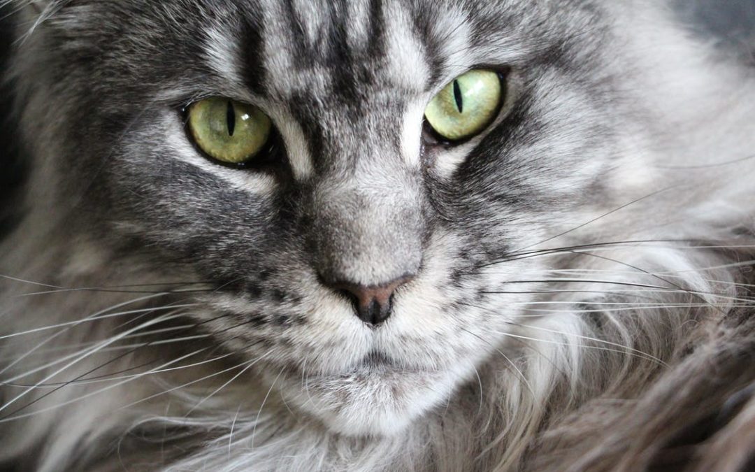 Cat Breed Highlight – Maine Coon facts and things to know
