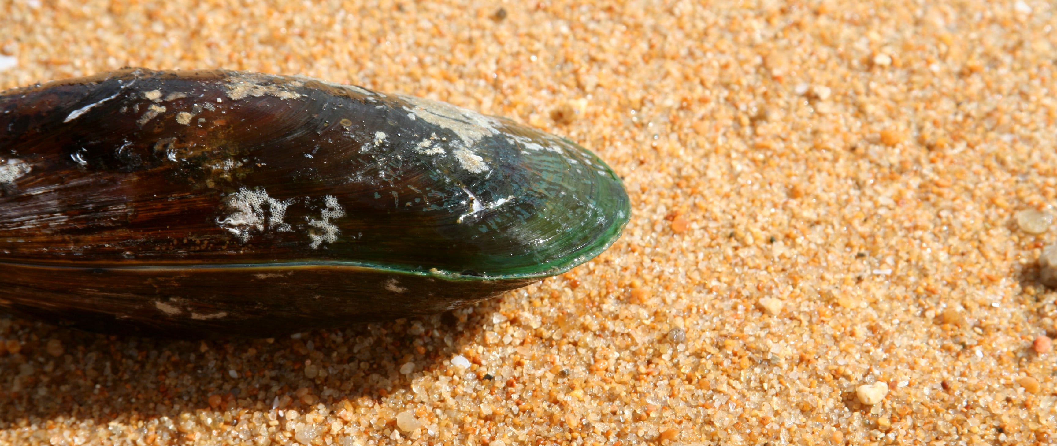 green lipped mussel benefits for pets