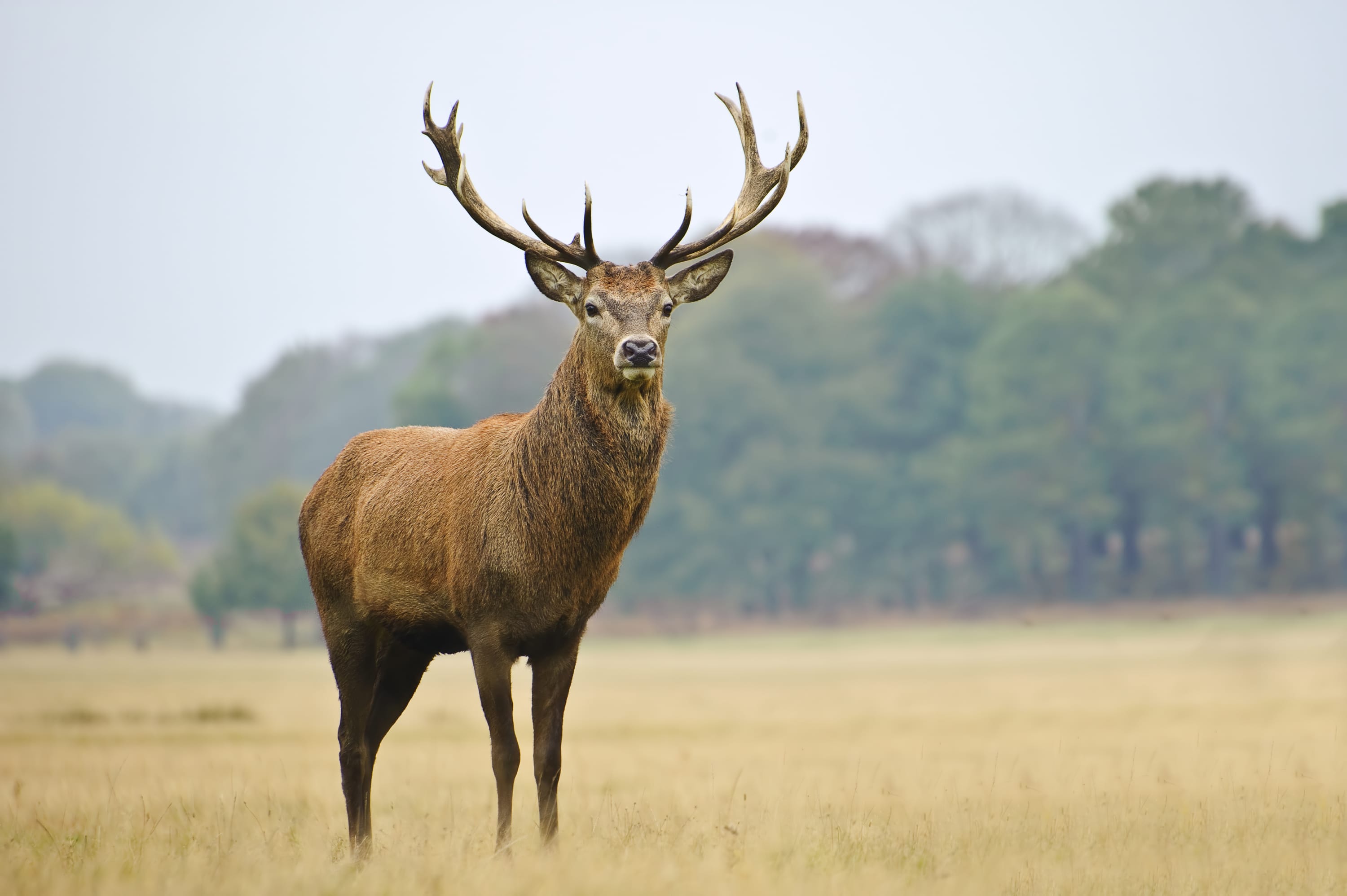 Deer meat clearance good for dogs