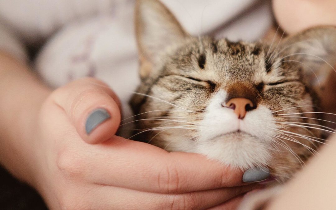 Pamper Your Cat & Yourself: Beauty Tips
