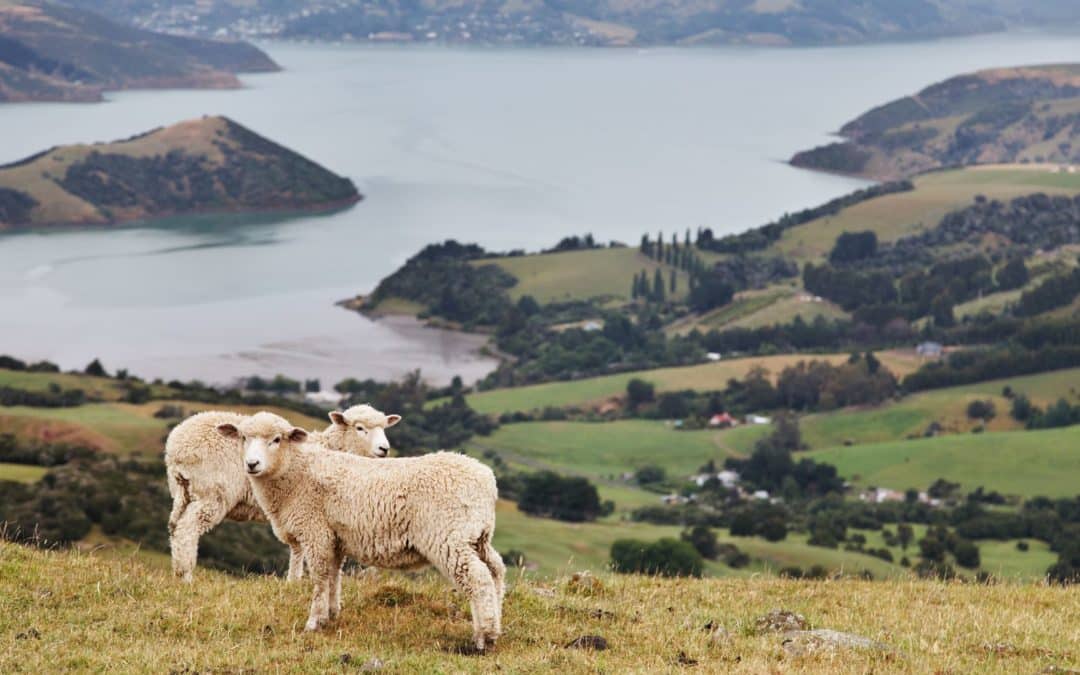 Is New Zealand-Made Pet Food Worth the Hype?