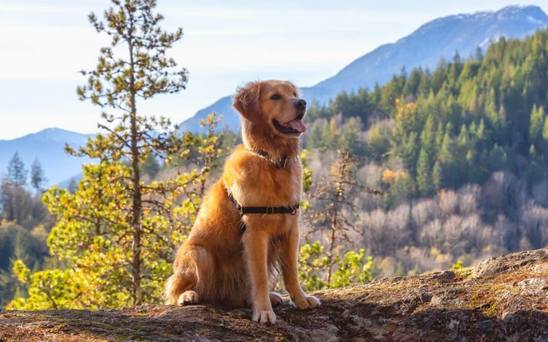 Healthy Giants: Caring for Your Big Dogs