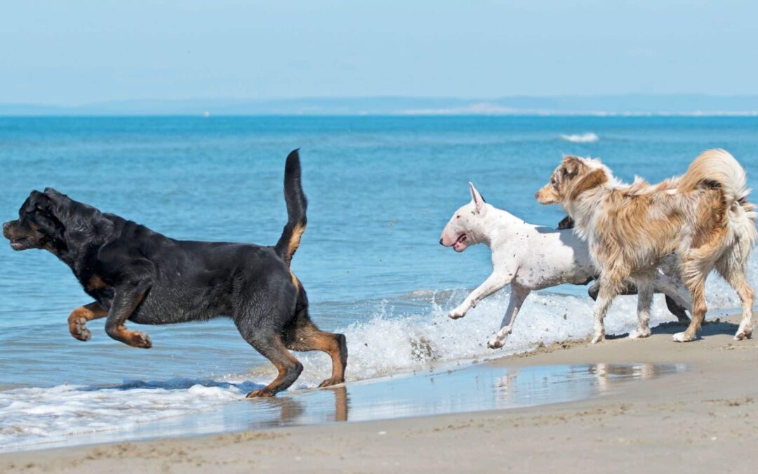 Omega-3: Your Dog’s Best Friend